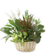 Classic Dish Garden $44.99 Home Plant Delivery