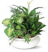 Plants and Houseplants delivered to Georgetown, AL