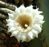 Arizona State Flower - Saguaro Cactus Blossom