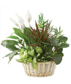 Classic Dish Garden Same Day Plant Delivery