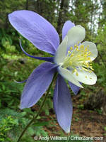 Colorado State Flower- Rocky Mountain Columbine