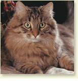 Cat Boutique