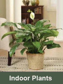 Indoor plants for homes offices and sympathy